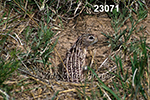 Spermophilus tridecemlineatus
